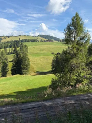 A dirt track running alongside green meadows dotted with spruce and larch trees.