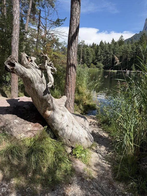 A path among pine trees and reeds with a large carved tree trunk; the lake in the background.