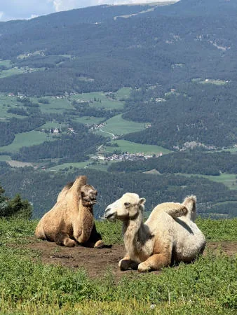 Two camels lying on a meadow, with the valley in the background.