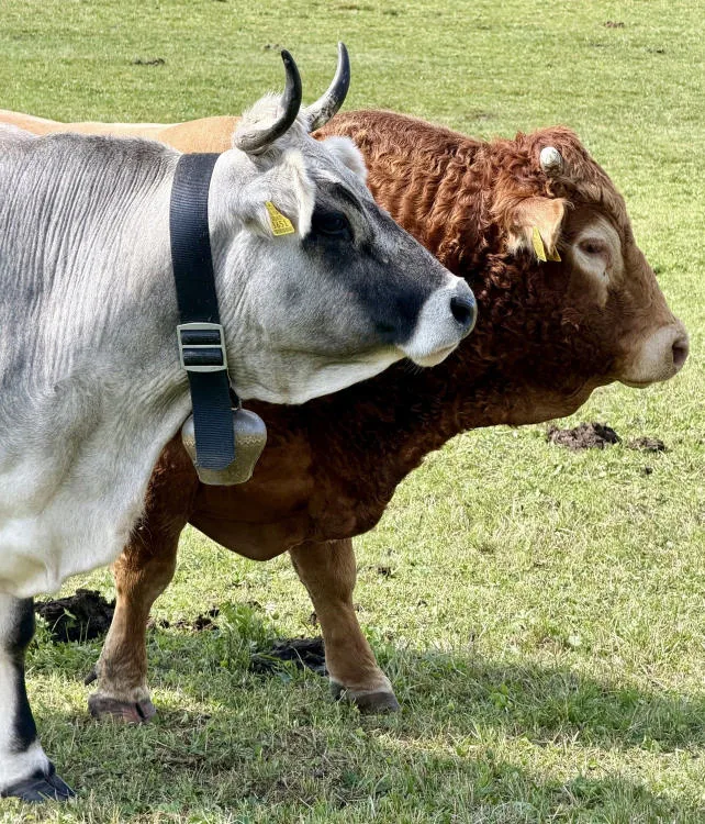 Two grazing cows, a grey one with a cowbell and a brown one.