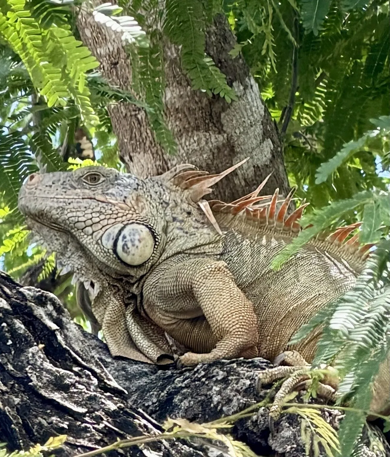 A close-up of a grey-green iguana with an orange crest, among the leaves.
