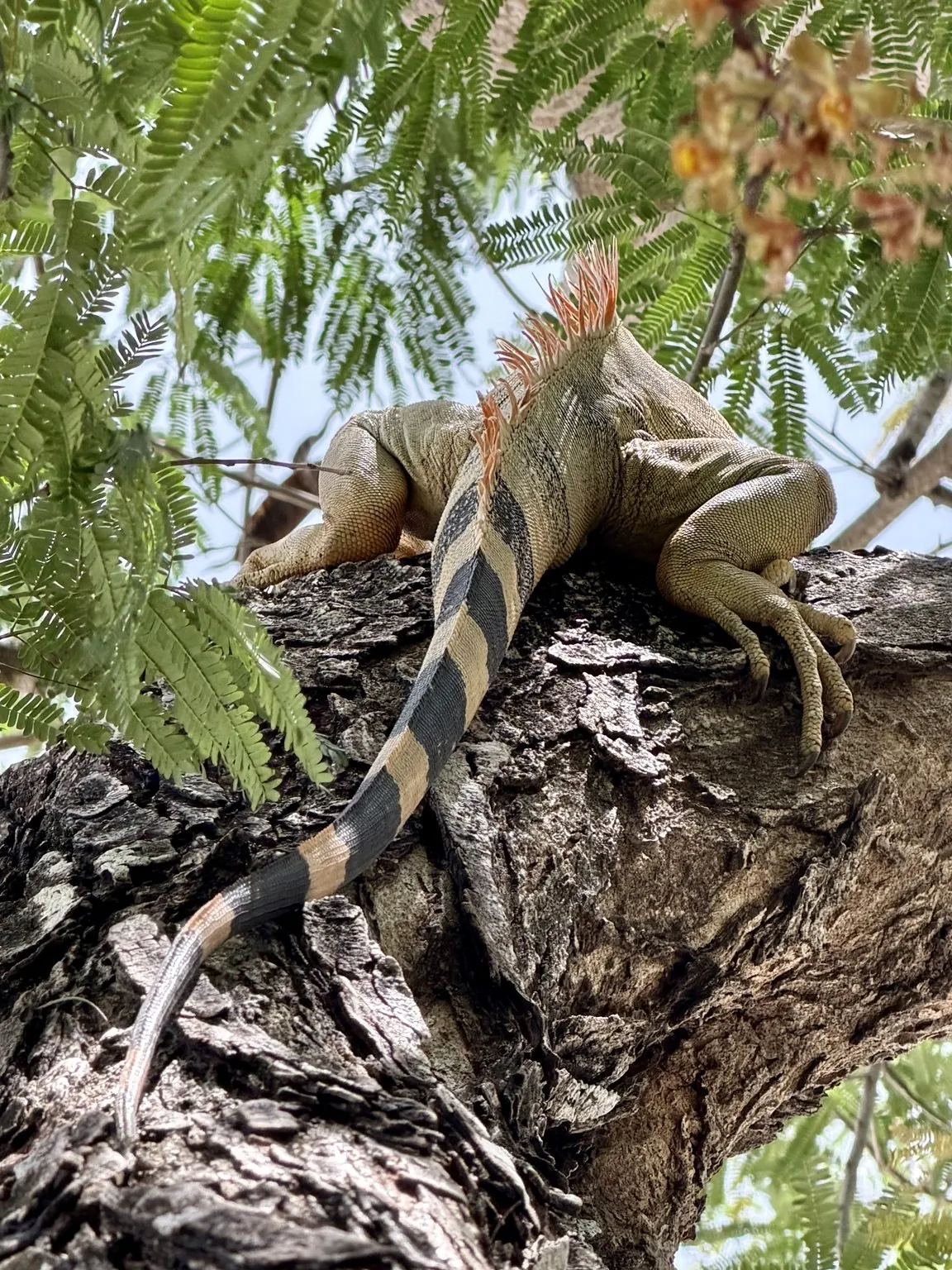 An iguana with a long striped tail stretched out on the branch of a tree.