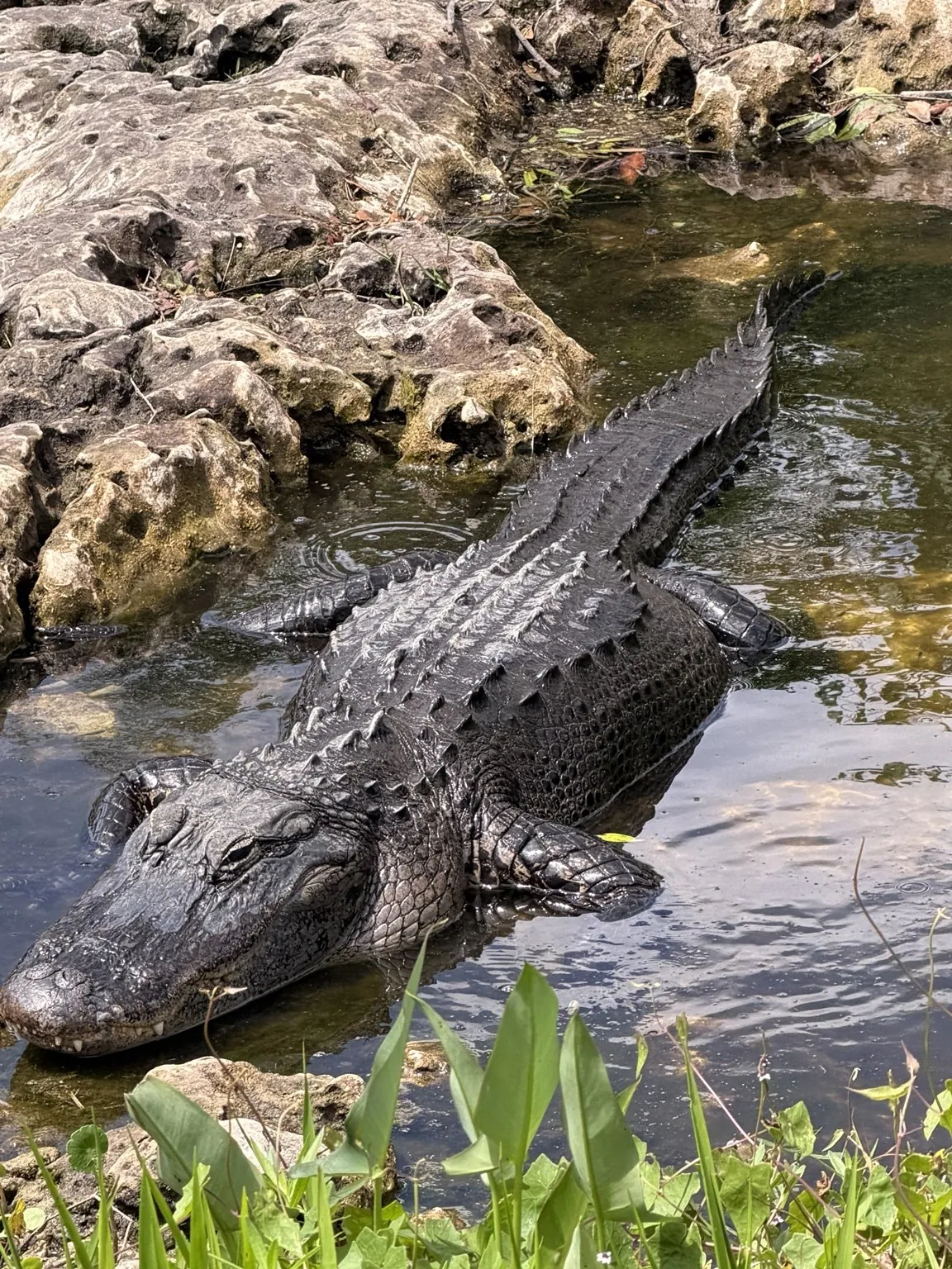 An alligator lying still in shallow water, beside a rocky bank.