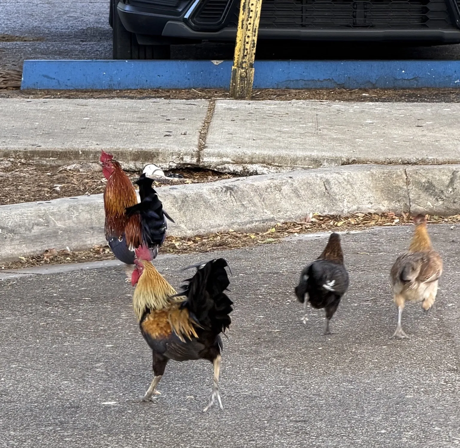 A rooster and three hens crossing the road beside a pavement.