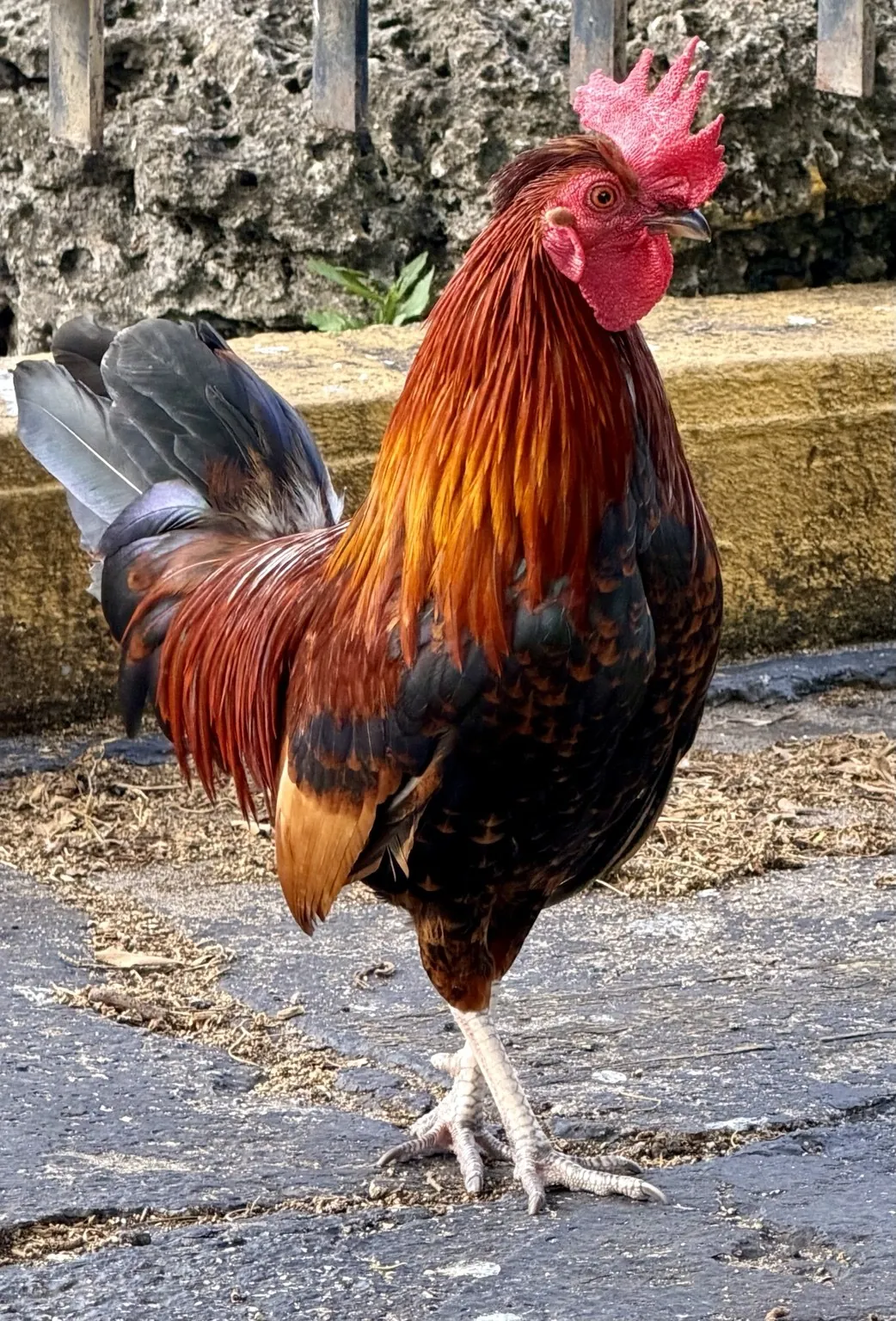 A rooster with red, golden and dark feathers, seen up close.
