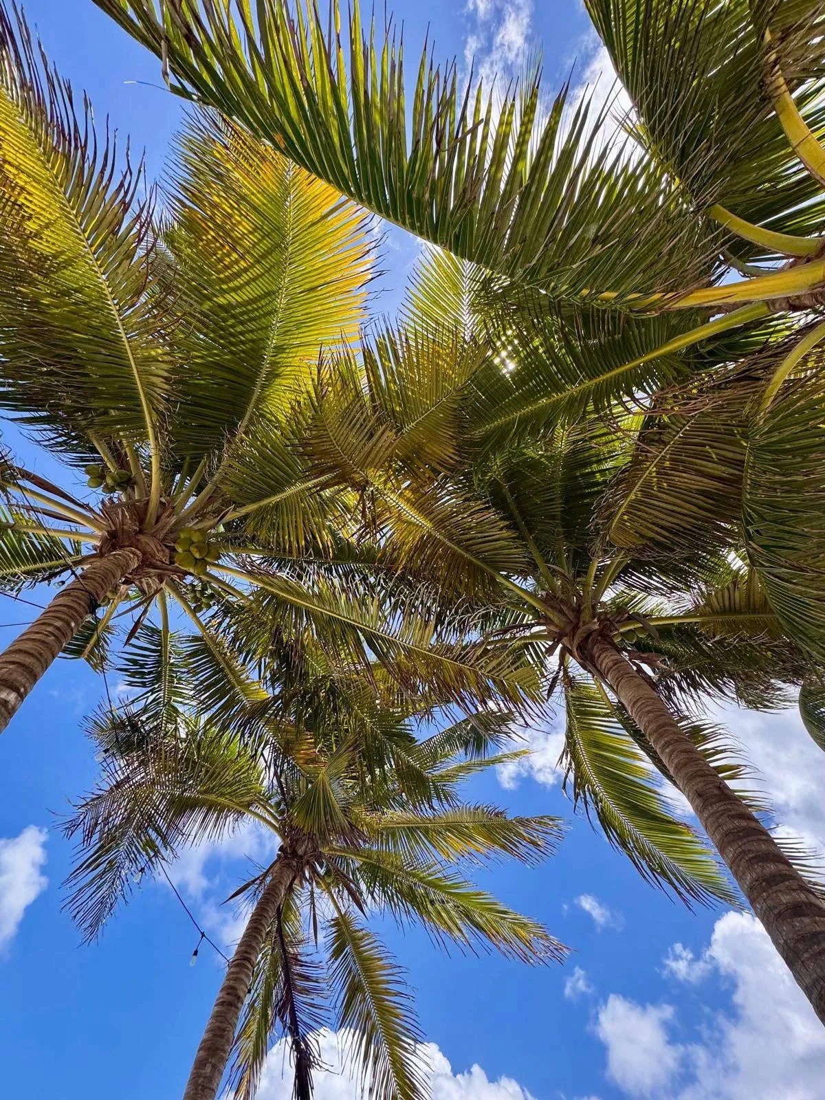 The crowns of several coconut palms seen from below, their green and golden fronds against the blue sky.