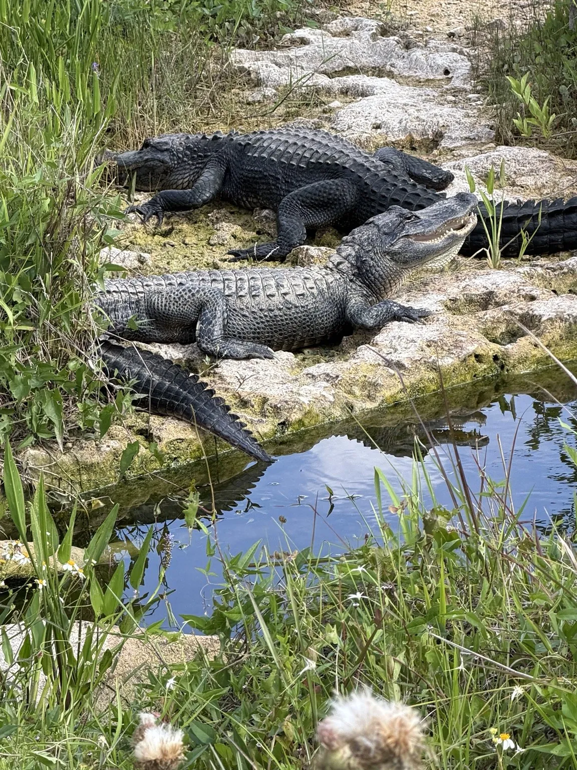 Several alligators lying on the bank of a canal, among grass and pale rocks.